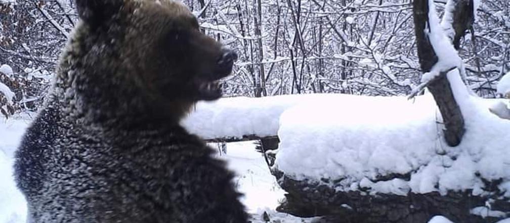 Dlaczego Miśki nie poszły spać.