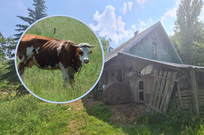 Chyrowa: Krowa zabiła gospodarza?! Znaleźli nagie ciało rolnika