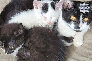 Interwencja w Żorach. Kilkanaście kotów przetrzymywano w skandalicznych warunkach, jedno zwierzę nie przeżyło