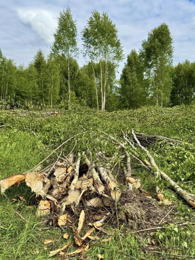 Kontrowersyjna wycinka w Mysłowicach zatrzymana. Interweniował prezydent 