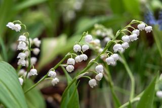 Trujące rośliny w ogrodzie