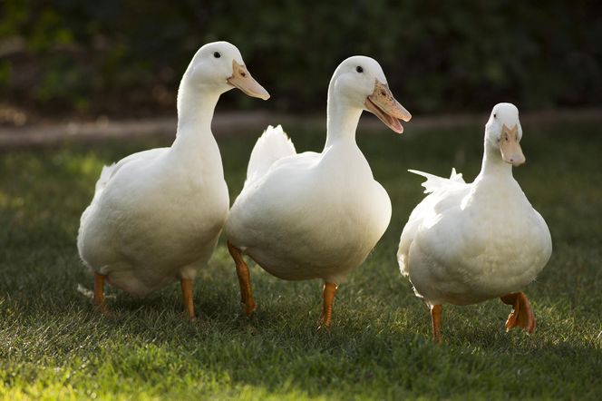 Kaczki Pekin