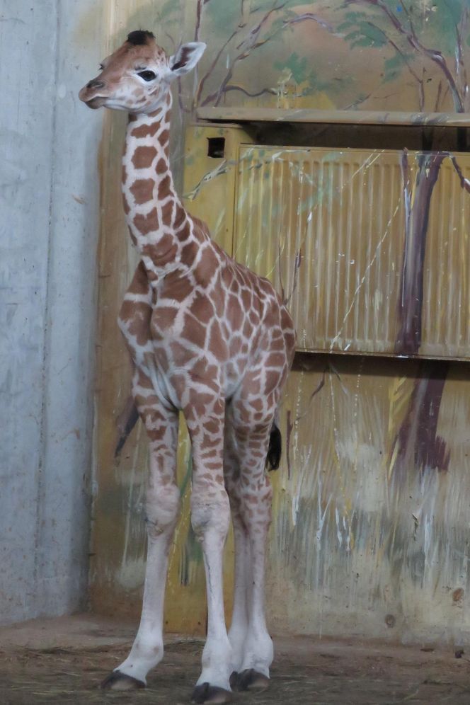 Żyrafka w zamojskim zoo