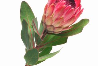 protea królewska kwiat