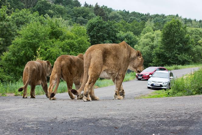 Afrykańskie lato w zoo safari w Czechach