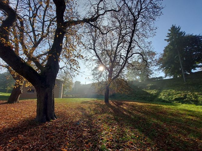 Zamojski Park jesienią