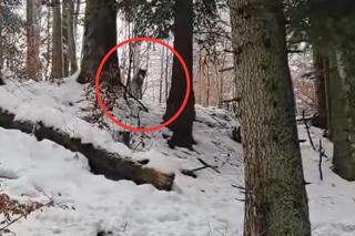 Bliskie spotkanie z wilkami. Szedł przez las, nagle pojawiły się zwierzęta 
