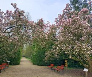 Piękne magnolie pod Poznaniem