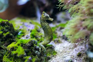 Konik morski w Akwarium Gdyńskim 