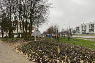 Lawendowy Park Kieszonkowy w Białymstoku