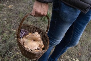 Po tym przestałem zbierać grzyby. Ekspert wyjaśnia, jak najczęściej dochodzi do zatruć
