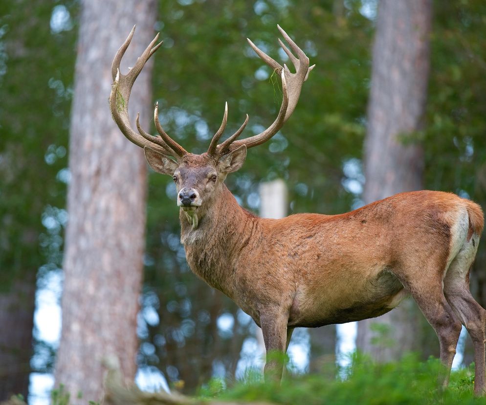W lasach regionu trwa ogólnopolska akcja Wieniec 2026