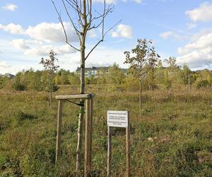 Gaj Matek i Ojców w Gdańsku zaniedbany. Miał być symboliczny park, są uschnięte drzewa i wysoka trawa