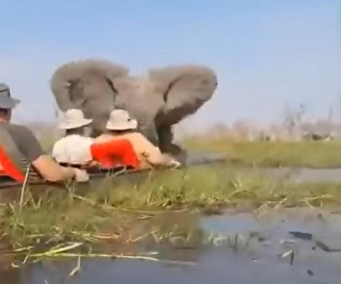 Horror na wakacjach. Zaatakowały ich słonie, wpadli do rzeki pełnej krokodyli