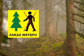 Zakaz wejścia do lasów na terenie Podkarpacia. Zobacz, gdzie obowiązuje