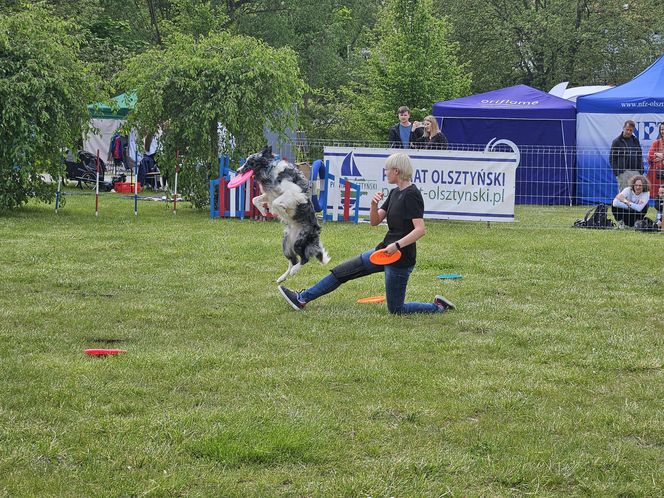Festiwal Przyjaciół Zwierząt w Olsztynie. Park Centralny opanowały radosne pieski