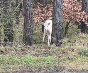 Biała sarna w wielkopolskich lasach