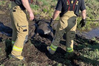 Koń utknął w bagnie. Dramatyczna akcja strażaków