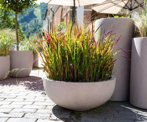 Imperata cylindryczna 'Red Baron'