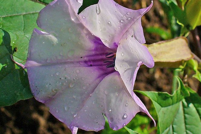 Datura (bieluń dziędzierzawa) ma piękne kwiaty