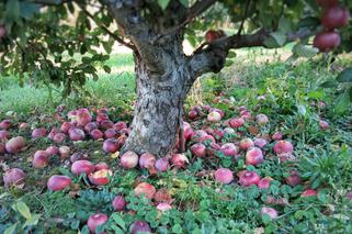 Czy spady jabłek można dawać na kompostownik? [Porada eksperta]