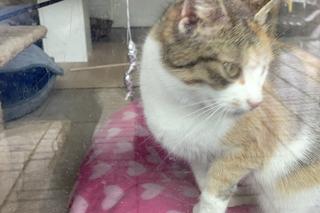 Dzień otwarty w schronisku dla zwierząt w Nowym Sączu