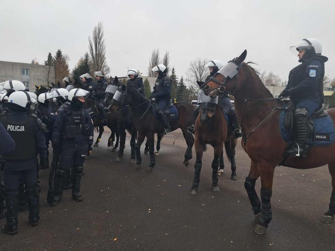 Atestacja koni służących w łódzkiej policji i straży miejskiej