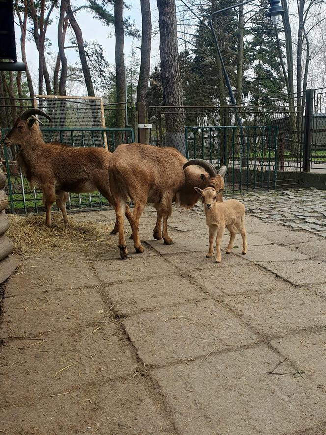 W sosnowieckim minizoo urodziły się małe kózki