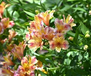 Alstroemeria