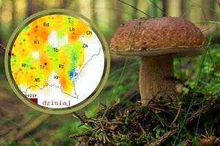 Na Podkarpaciu trwa już jesienny wysyp grzybów, ale nie wszędzie. Gdzie ich szukać?