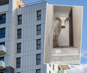 Krowa zdobyła blok w Piemoncie!