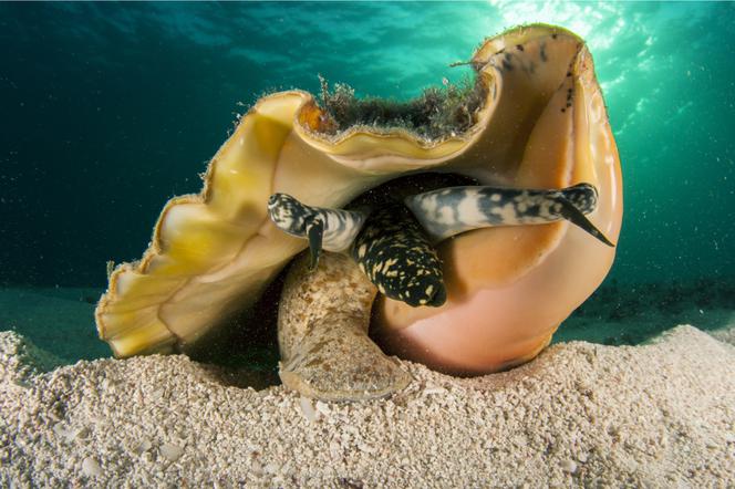 Skrzydelnik wielki - ślimak morski