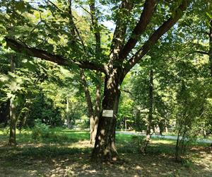 Pomniki przyrody w Parku Strzeleckim. Jakie drzewa rosną w najbardziej zielonym miejscu na mapie Tarnowa? [GALERIA]