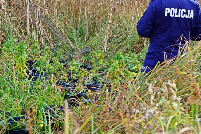 Miał w domu 23 kg konopi! Policja przechwyciła narkotyki o wartości ponad miliona zł [ZDJĘCIA]