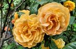 Róża wielokwiatowa 'Amber Queen®'