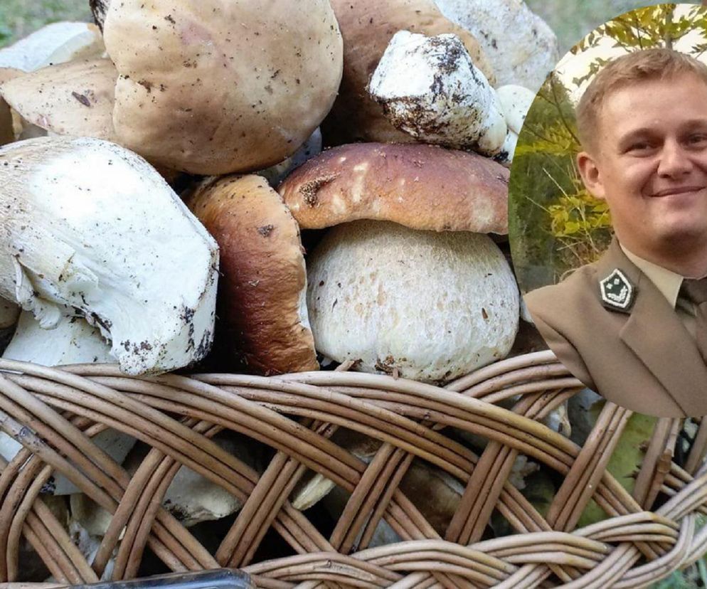 Pustka w świętokrzyskich lasach! Kiedy na grzyby?