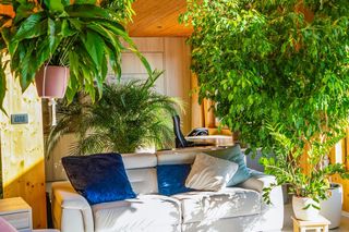 Dlaczego warto mieć rośliny doniczkowe w domu? Oto 5 powodów!