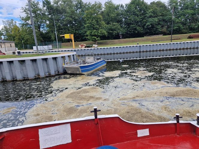 Złota alga zaatakowała Kanał Gliwicki we wrześniu 2025 roku