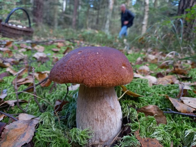 Ruszył wrześniowy wysyp borowików w świetokrzyskich lasach. Wasze najnowsze zdjęcia