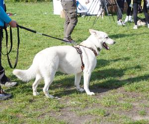 Dogtrekking w Poznaniu