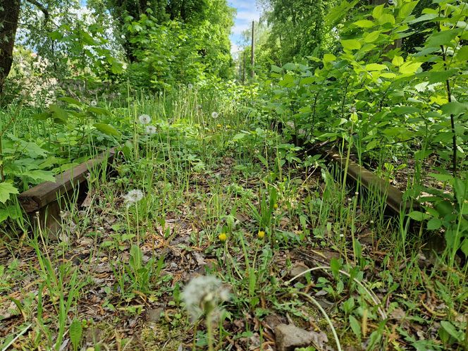 Torowisko tramwajowe na Babiej Wsi w Bydgoszczy zarośnięte chwastami. Tramwaje zniknęły stąd lata temu