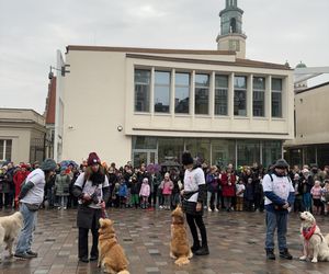 Golden Retriever WOŚP w Poznaniu