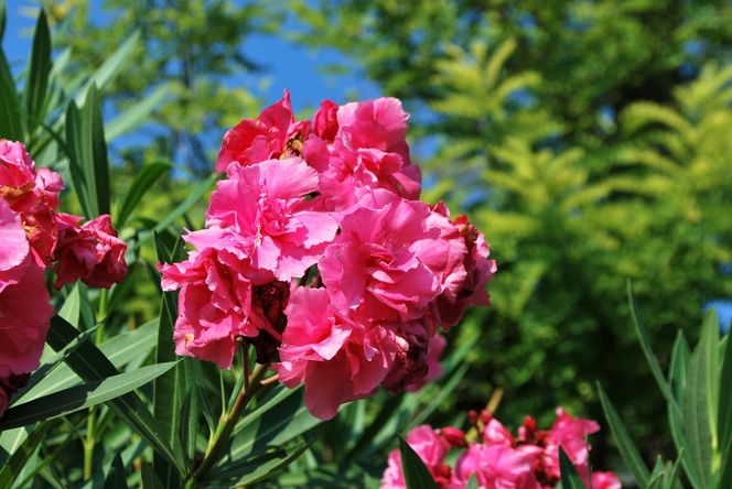 Oleander