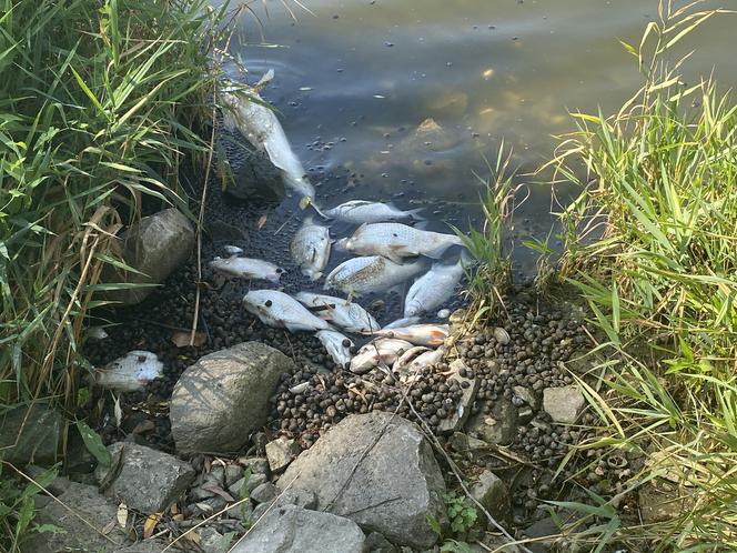 Katastrofa ekologiczna na Odrze. W Gryfinie i Żabnicy trwa stawianie zapór na rzece [ZDJĘCIA]