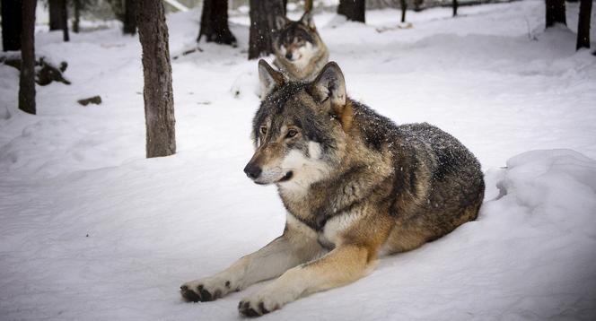 Brzozów: Jest zgoda na odstrzał agresywnych wilków! 