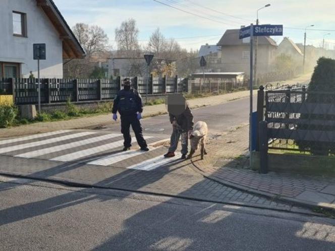 ŚWINIA z Wejherowa DONIOSŁA na właściciela