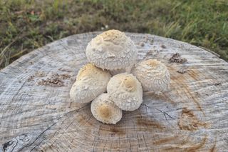 Lelity - najbardziej na północ wysunięta wieś woj. śląskiego