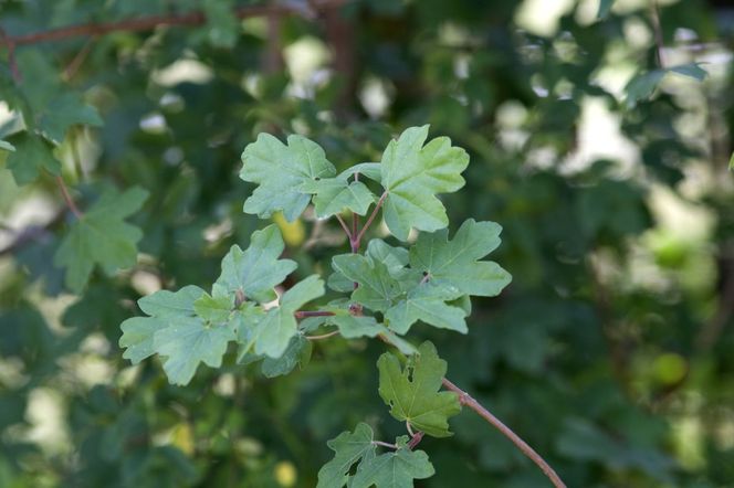 Klon polny (Acer campestre) - odmiany, sadzenie, uprawa, pielęgnacja, zastosowanie na żywopłot