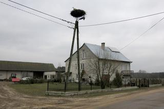 Przez tego ptaka wróciła zima