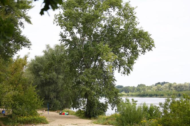 Plaża na Żoliborzu – drzewa nad Wisłą